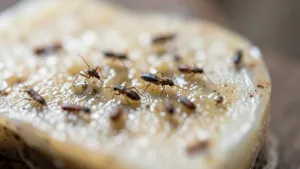 Czy klej entomologiczny jest szkodliwy