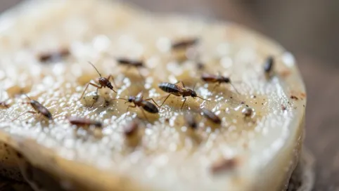 Czy klej entomologiczny jest szkodliwy