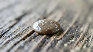 Czy klej Mamut twardnieje