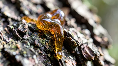 Czy żywica z drzewa jest trująca