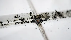 Czym wyczyścić fugi z pleśni