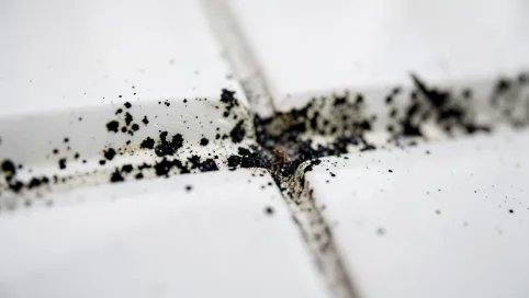 Czym wyczyścić fugi z pleśni
