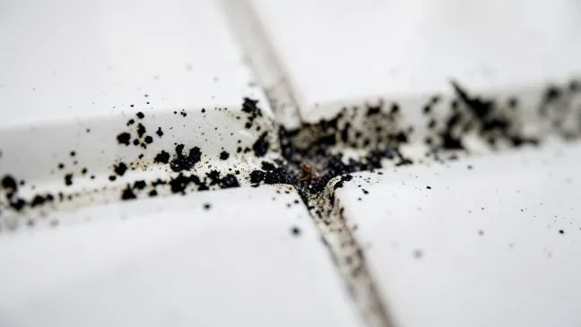 Czym wyczyścić fugi z pleśni