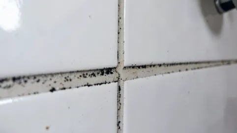czyszczenie fugi z pleśni