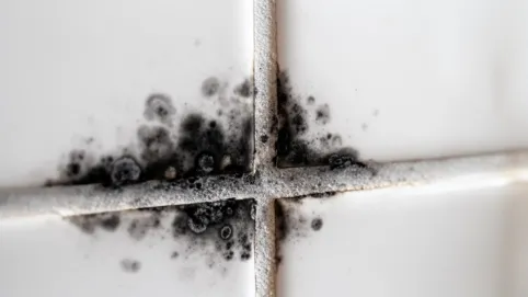 jak wyczyścić fugi z pleśni