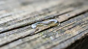 Jak zahamować wycieki żywiczne z drewna