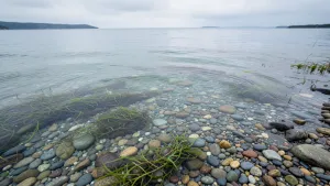 Płytkie miejsce w zbiorniku wodnym