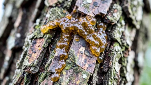 Żywica z drzewa czym usunąć